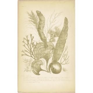 ボタニカルアート（植物画）Botanical アンティーク ヴィンテージの
