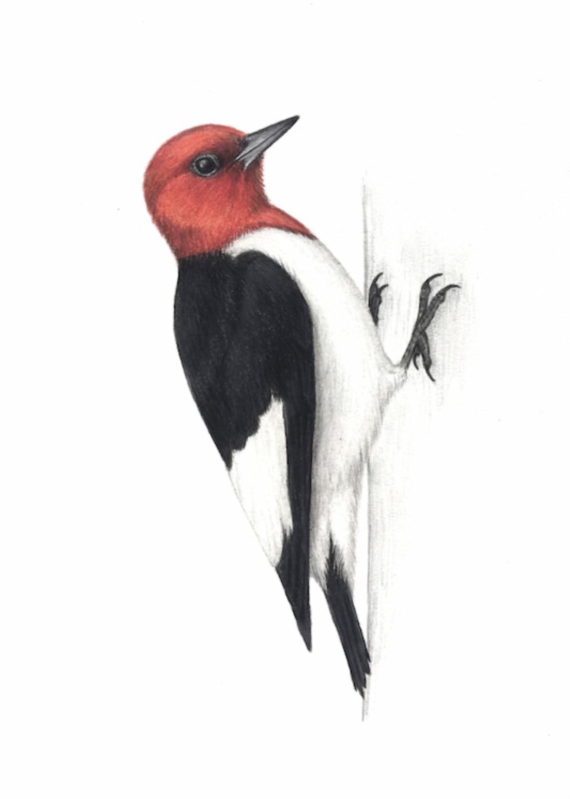 Red-headed Woodpecker Art Print - World of Birds
