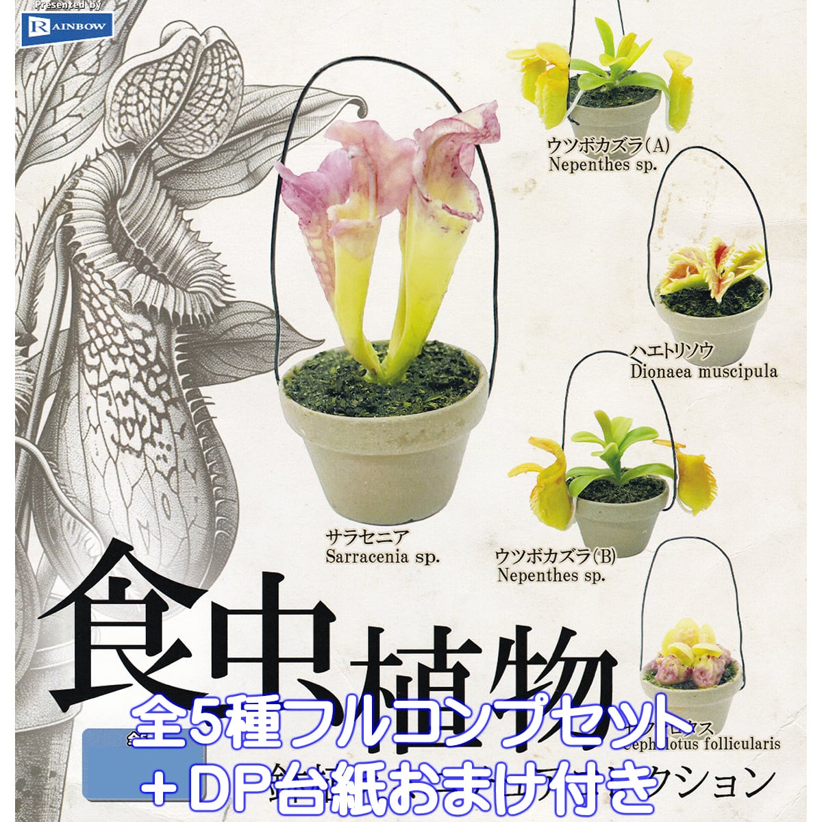 食虫植物 鉢植えミニチュアコレクション レインボー 【全5種